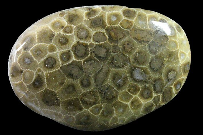 Polished Petoskey Stone (Fossil Coral) - Michigan #162051
